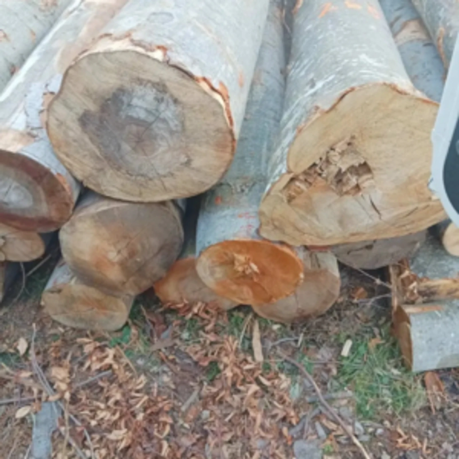 Bois en grumes – Hêtre